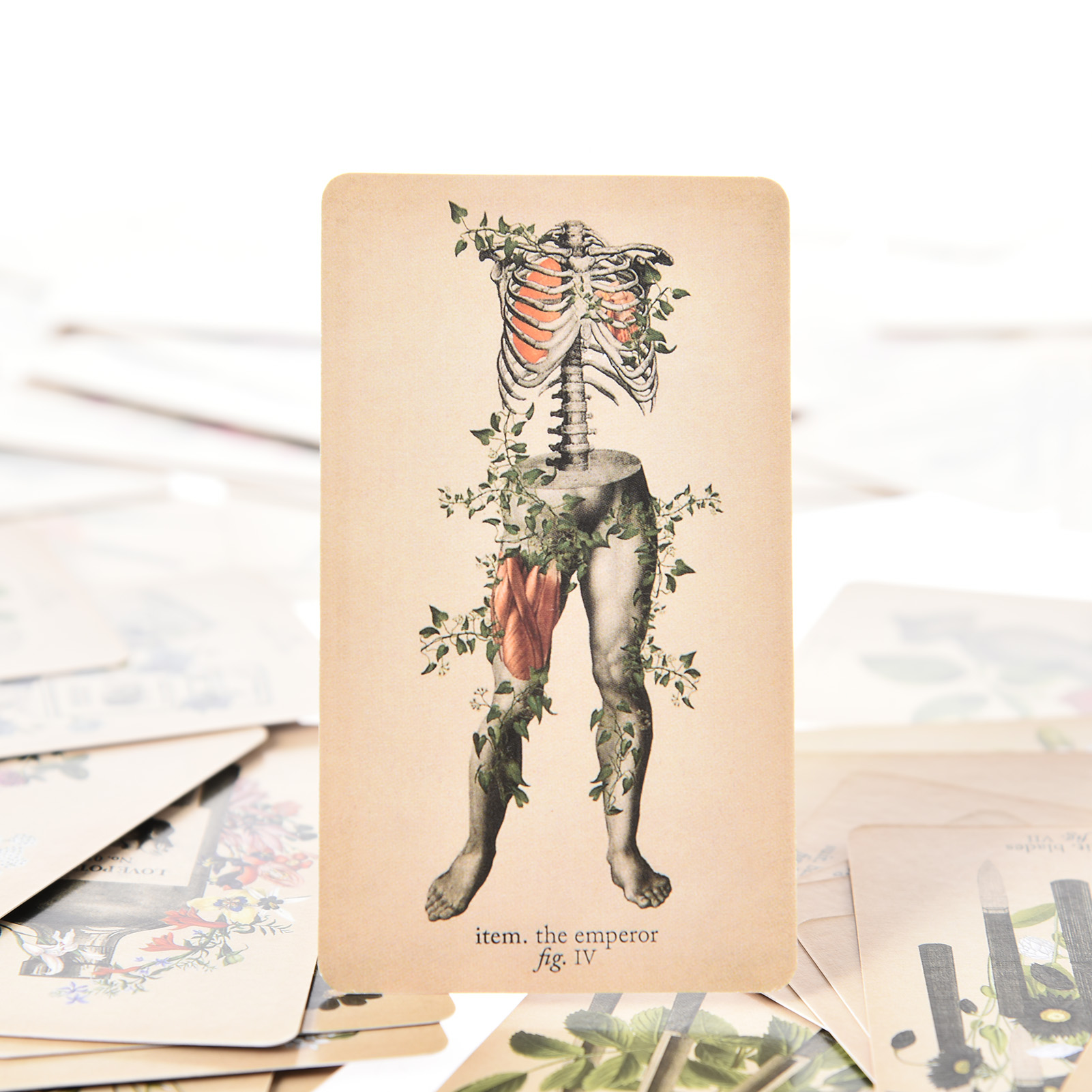 The Antique Anatomy Tarot Card - Tarot Cards Deck With Guidebook recension och pris